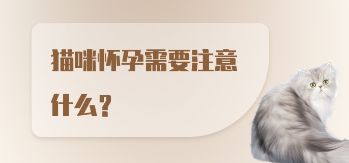 猫咪怀孕需要注意什么?