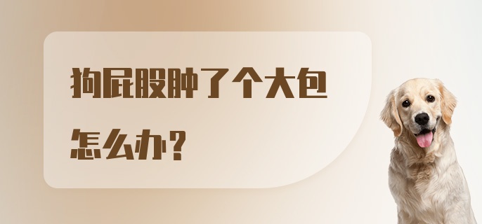 狗屁股肿了个大包怎么办？