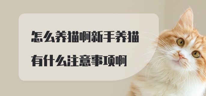 怎么养猫啊新手养猫有什么注意事项啊