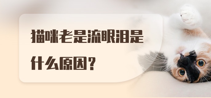 猫咪老是流眼泪是什么原因？