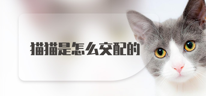 猫猫是怎么交配的