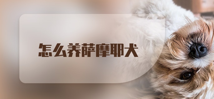 怎么养萨摩耶犬