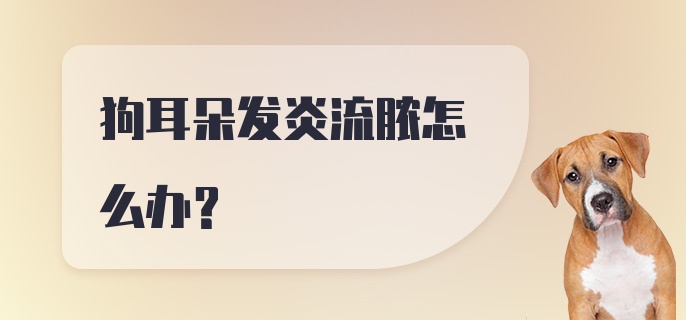 狗耳朵发炎流脓怎么办?