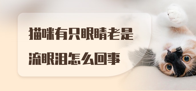 猫咪有只眼睛老是流眼泪怎么回事