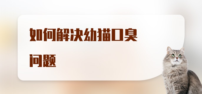 如何解决幼猫口臭问题