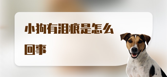 小狗有泪痕是怎么回事