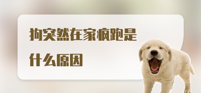 狗突然在家疯跑是什么原因