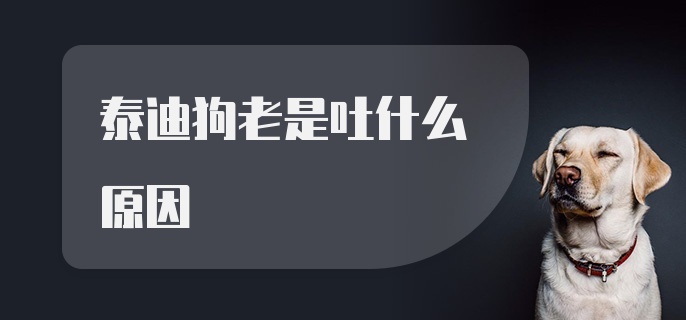 泰迪狗老是吐什么原因