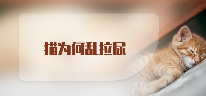 猫为何乱拉尿