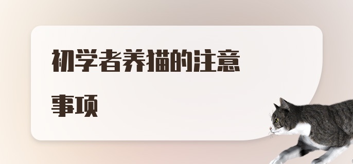 初学者养猫的注意事项