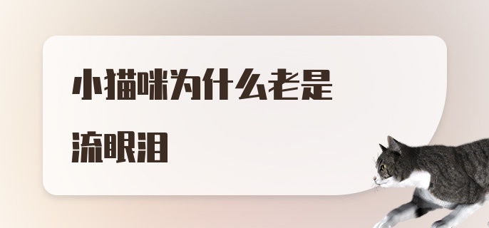 小猫咪为什么老是流眼泪