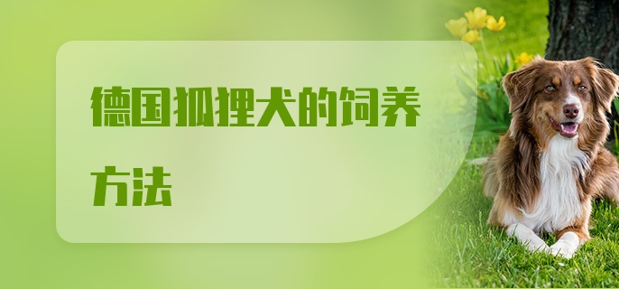 德国狐狸犬的饲养方法