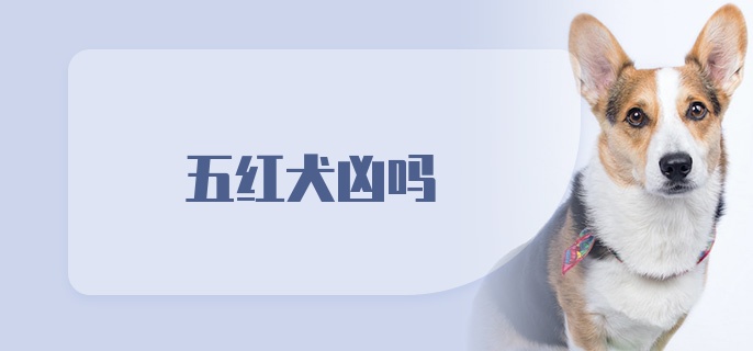 五红犬凶吗