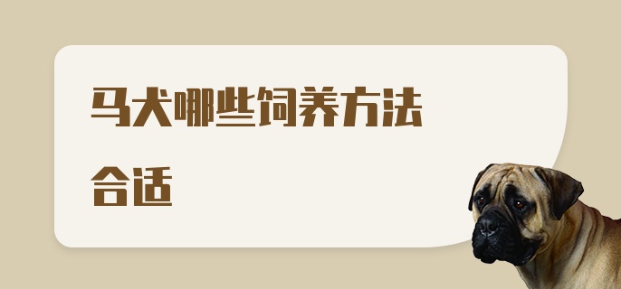 马犬哪些饲养方法合适