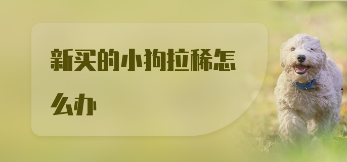 新买的小狗拉稀怎么办