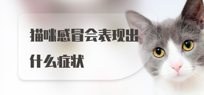 猫咪感冒会表现出什么症状