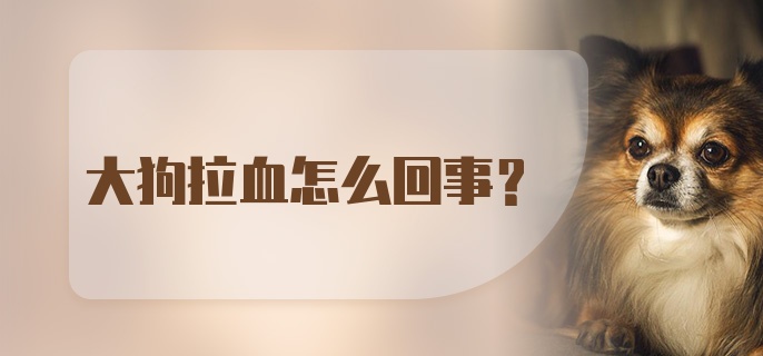 大狗拉血怎么回事？