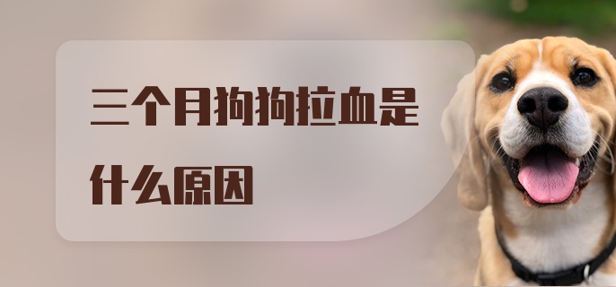 三个月狗狗拉血是什么原因