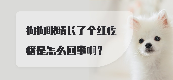 狗狗眼睛长了个红疙瘩是怎么回事啊？