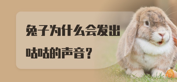 兔子为什么会发出咕咕的声音?