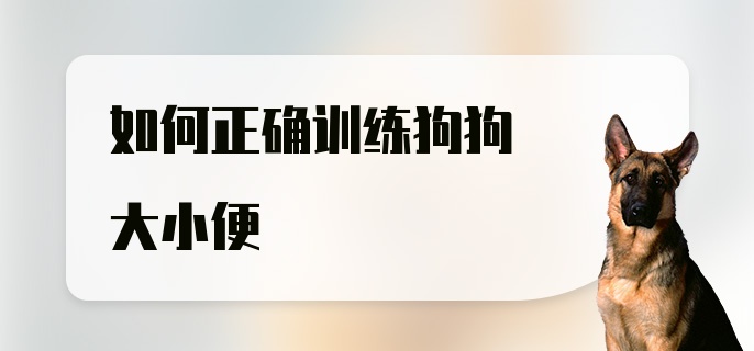 如何正确训练狗狗大小便