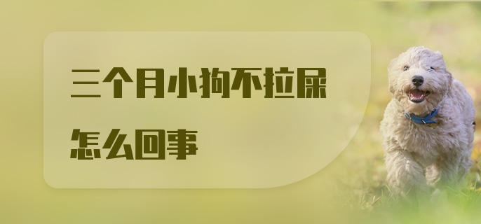 三个月小狗不拉屎怎么回事