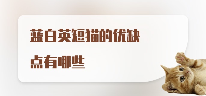 蓝白英短猫的优缺点有哪些