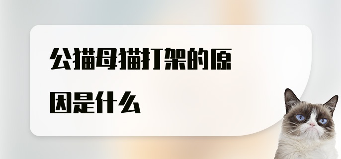 公猫母猫打架的原因是什么