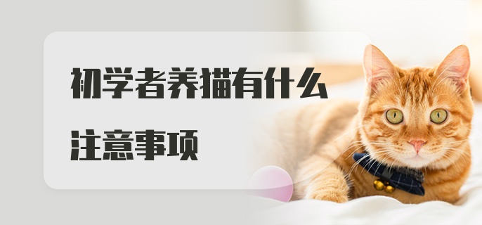 初学者养猫有什么注意事项