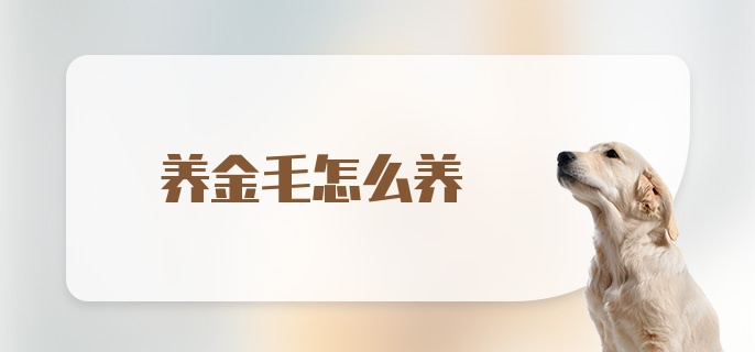 养金毛怎么养