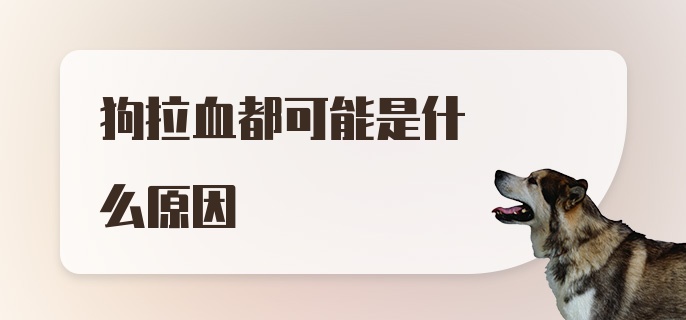 狗拉血都可能是什么原因