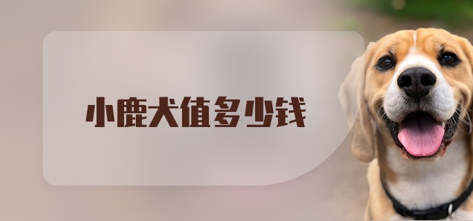 小鹿犬值多少钱