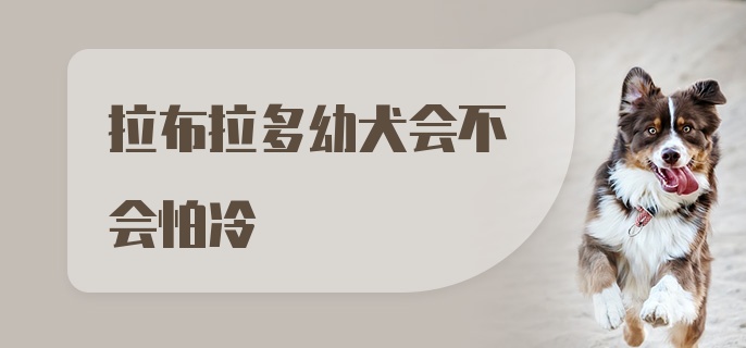 拉布拉多幼犬会不会怕冷