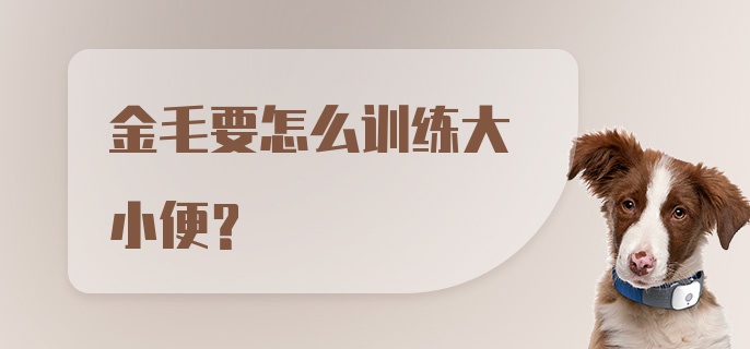 金毛要怎么训练大小便？