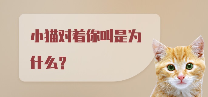 小猫对着你叫是为什么？