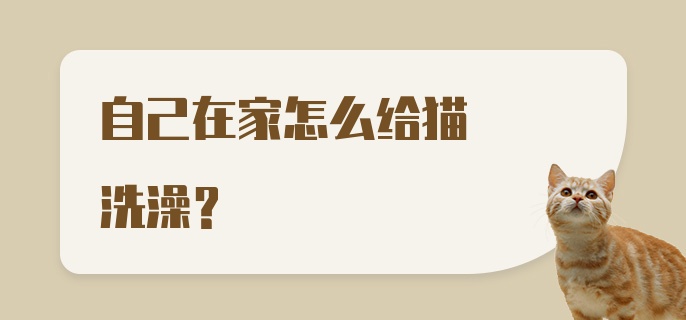 自己在家怎么给猫洗澡？