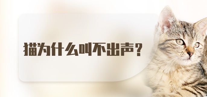 猫为什么叫不出声?