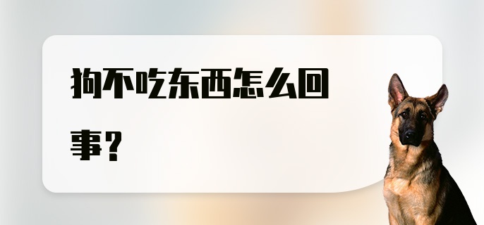 狗不吃东西怎么回事?