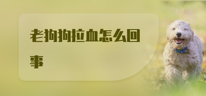 老狗狗拉血怎么回事