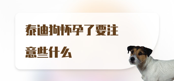 泰迪狗怀孕了要注意些什么