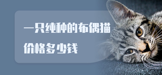 一只纯种的布偶猫价格多少钱