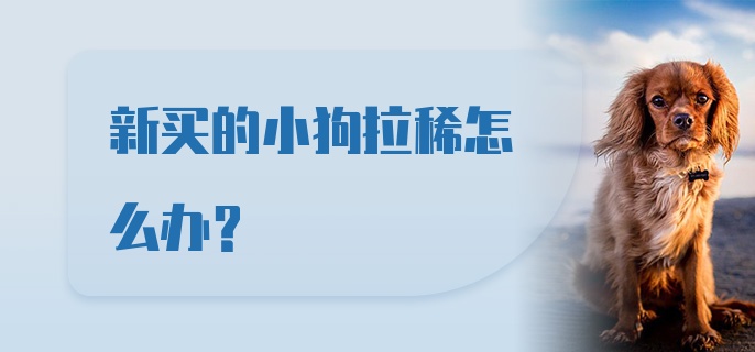 新买的小狗拉稀怎么办？