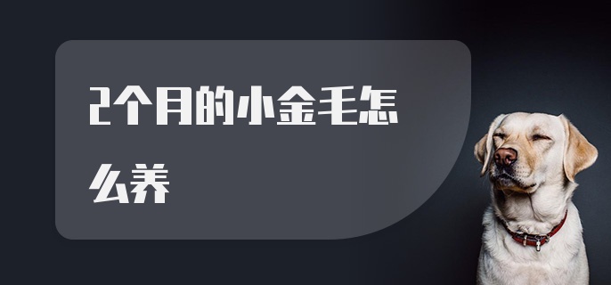 2个月的小金毛怎么养