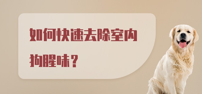 如何快速去除室内狗腥味？