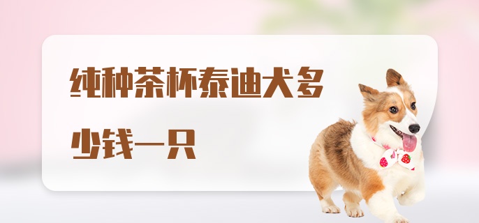 纯种茶杯泰迪犬多少钱一只