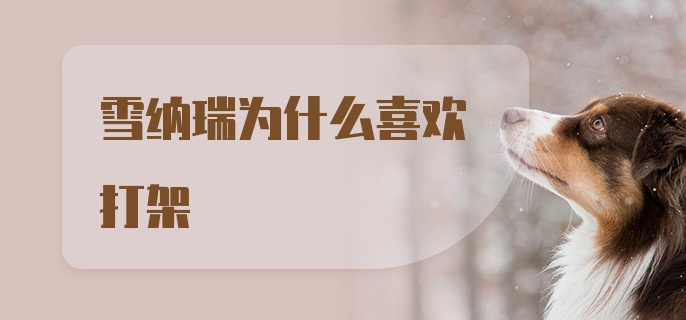 雪纳瑞为什么喜欢打架