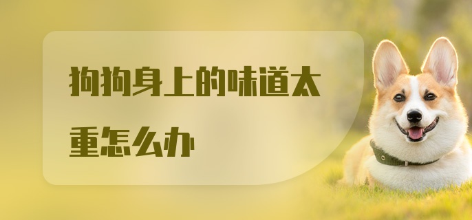 狗狗身上的味道太重怎么办