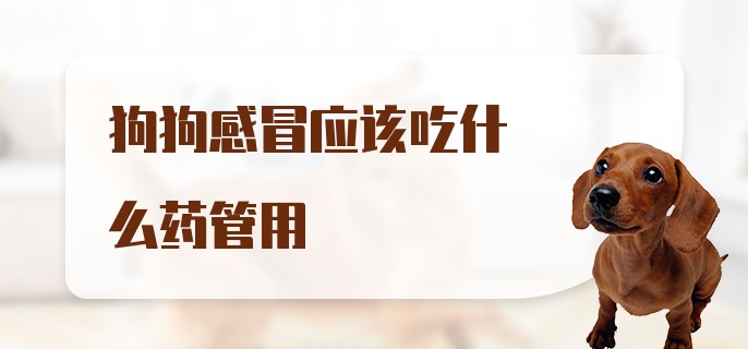 狗狗感冒应该吃什么药管用