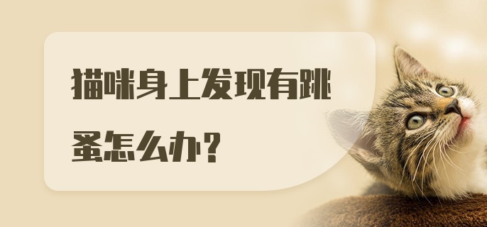 猫咪身上发现有跳蚤怎么办?