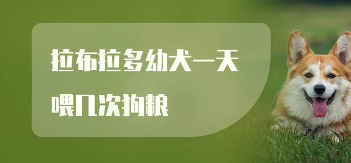 拉布拉多幼犬一天喂几次狗粮